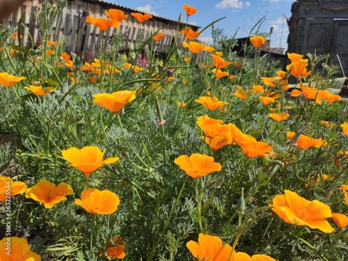 field of poppies