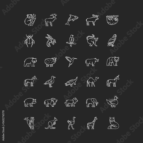 Wildlife chalk white icons set on black background. Ordinary animals and tropical wild life. Different nature inhabitants, birds, mammals and sea life. Isolated vector chalkboard illustrations