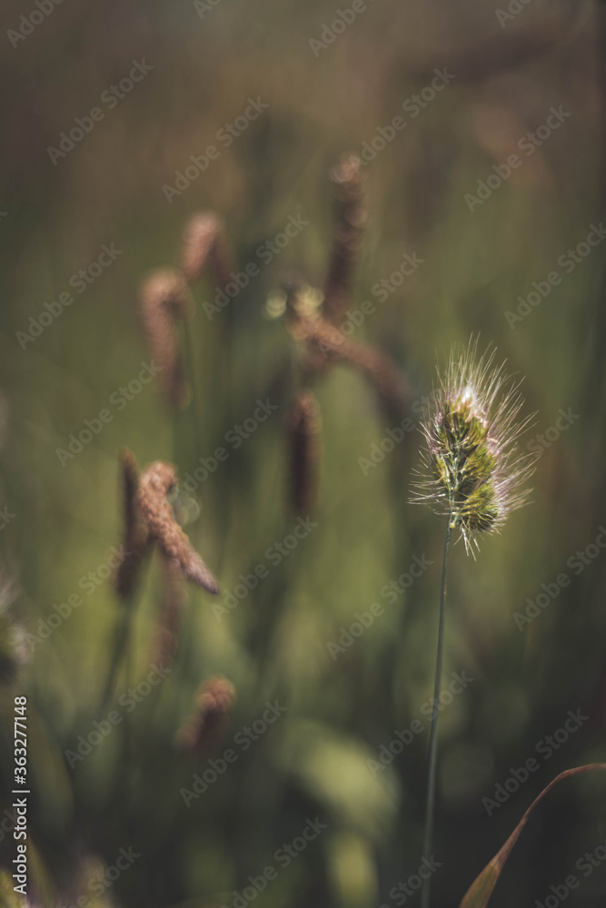 Obraz premium At the wind