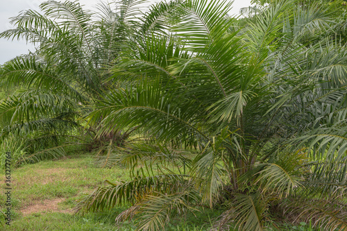 Oil palm plantation covered with grass