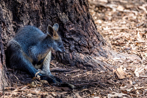 Little kangaroo - also called wallaby - in the wilderness of Victoria Australia during a sunny and hot day in summer.