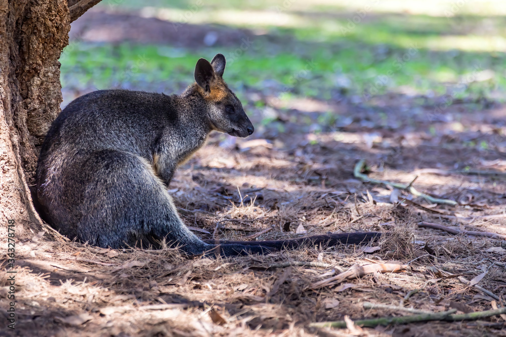 Naklejka premium Little kangaroo - also called wallaby - in the wilderness of Victoria Australia during a sunny and hot day in summer.