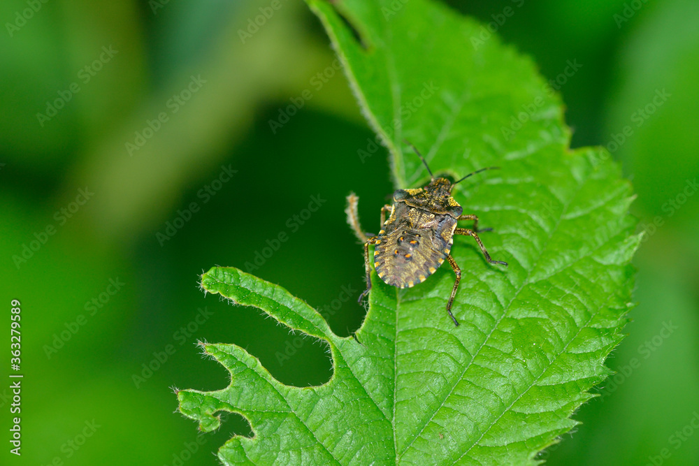 Nymphe der Rotbeinigen Baumwanze (Pentatoma rufipes) Nymphe der Rotbeinigen Baumwanze (Pentatoma rufipes)