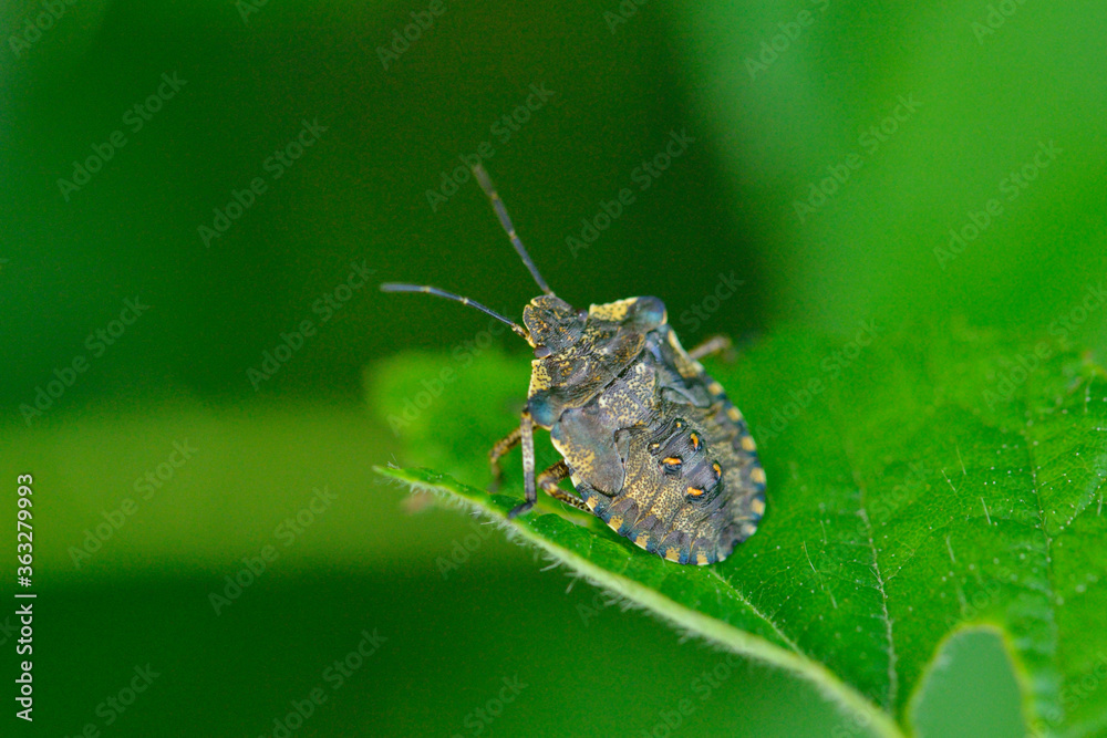 Nymphe der Rotbeinigen Baumwanze (Pentatoma rufipes) Nymphe der Rotbeinigen Baumwanze (Pentatoma rufipes)