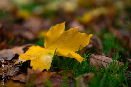 A lonely yellow leaf of a tree lies on the ground.