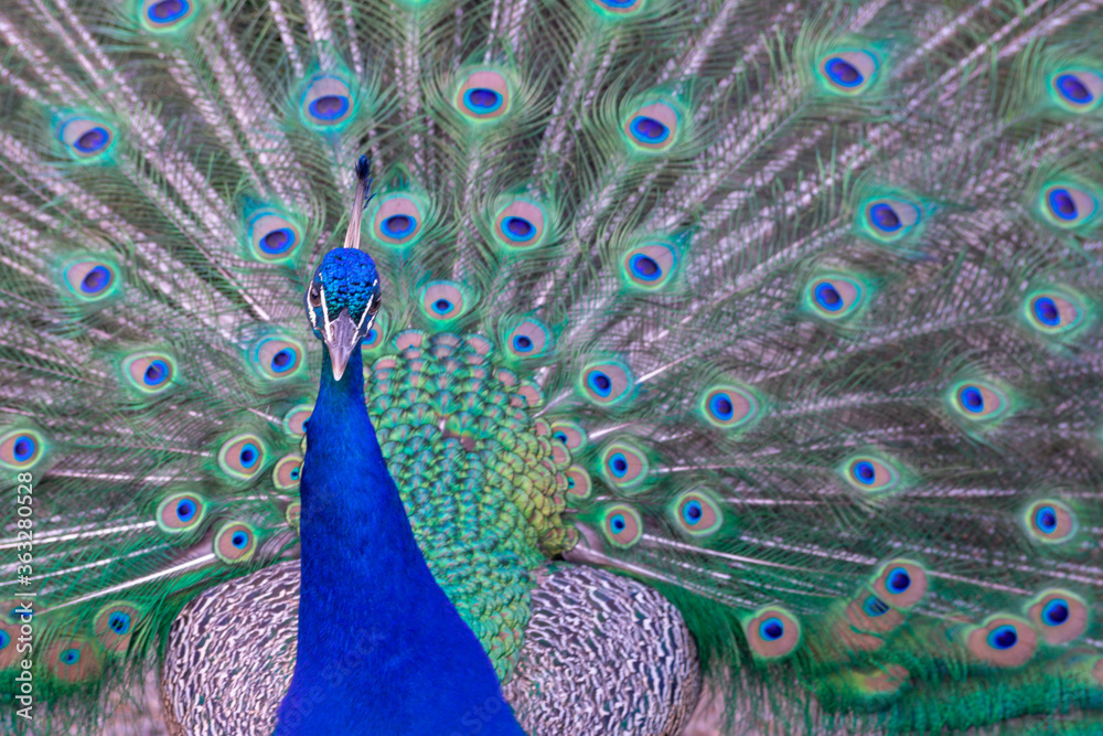 Fototapeta premium close-up of peacock with its tail open