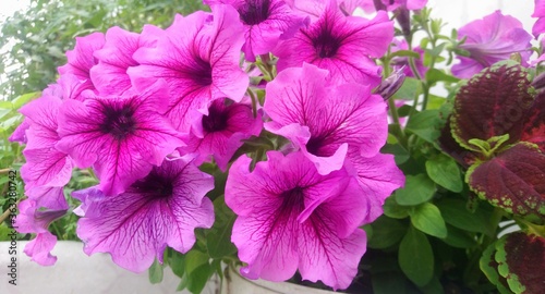 pink and purple flowers/petunia.