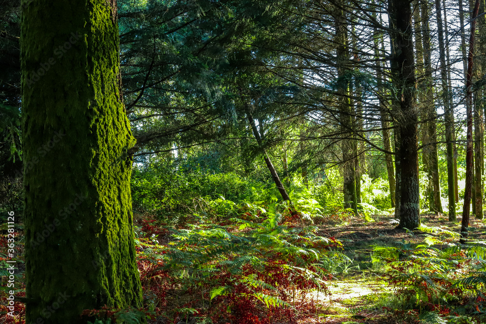 Obraz premium Maravilhosa paisagem de floresta na Europa com pinheiros e samambaias e fleches de luz e sombra. Floresta Portuguesa no interior de Viseu no verão.