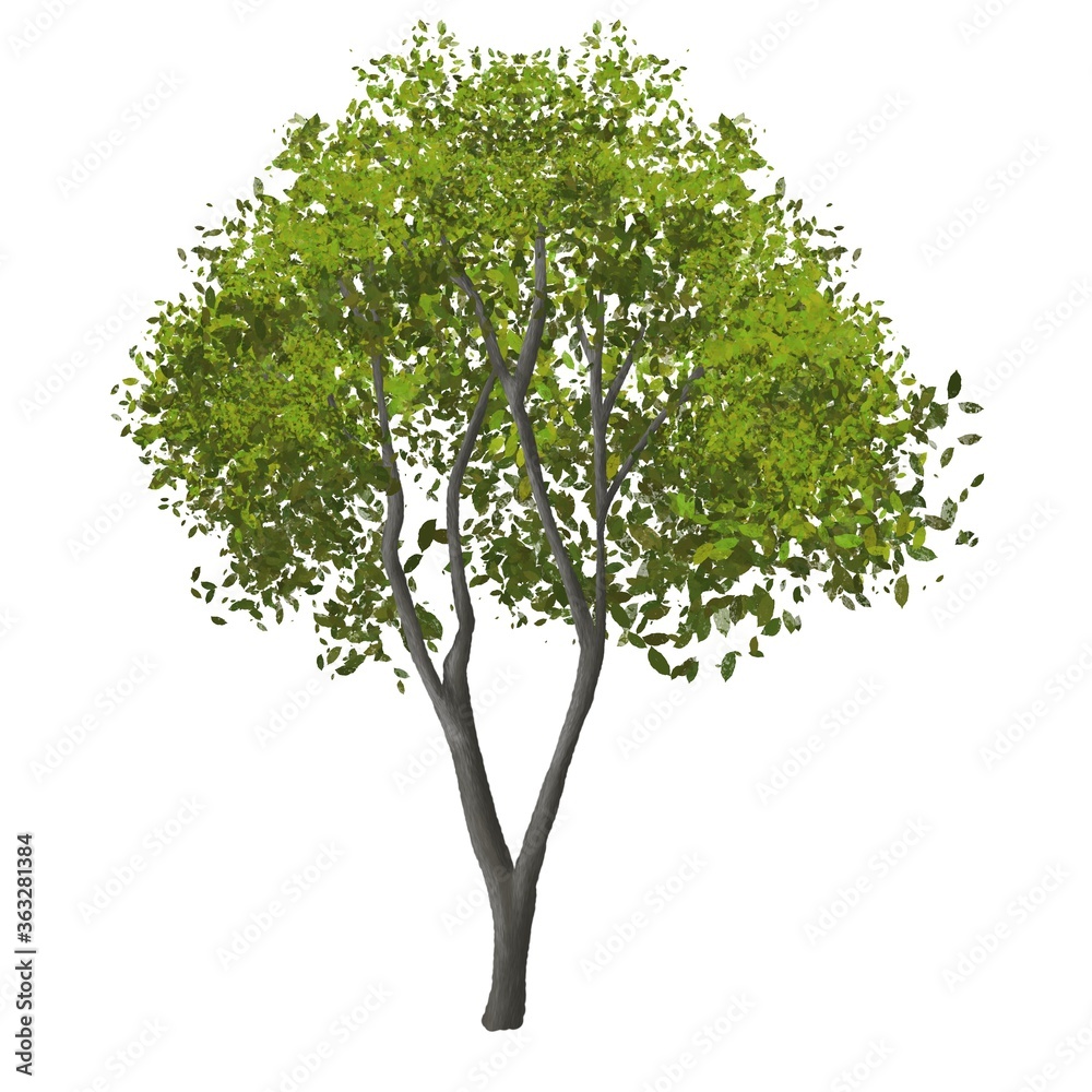 tree isolated on white background for landscape and architecture element tree isolated on white background for landscape and architecture element