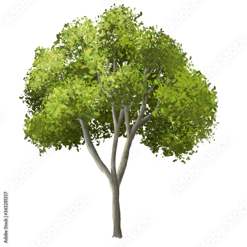 tree isolated on white background for landscape and architecture element