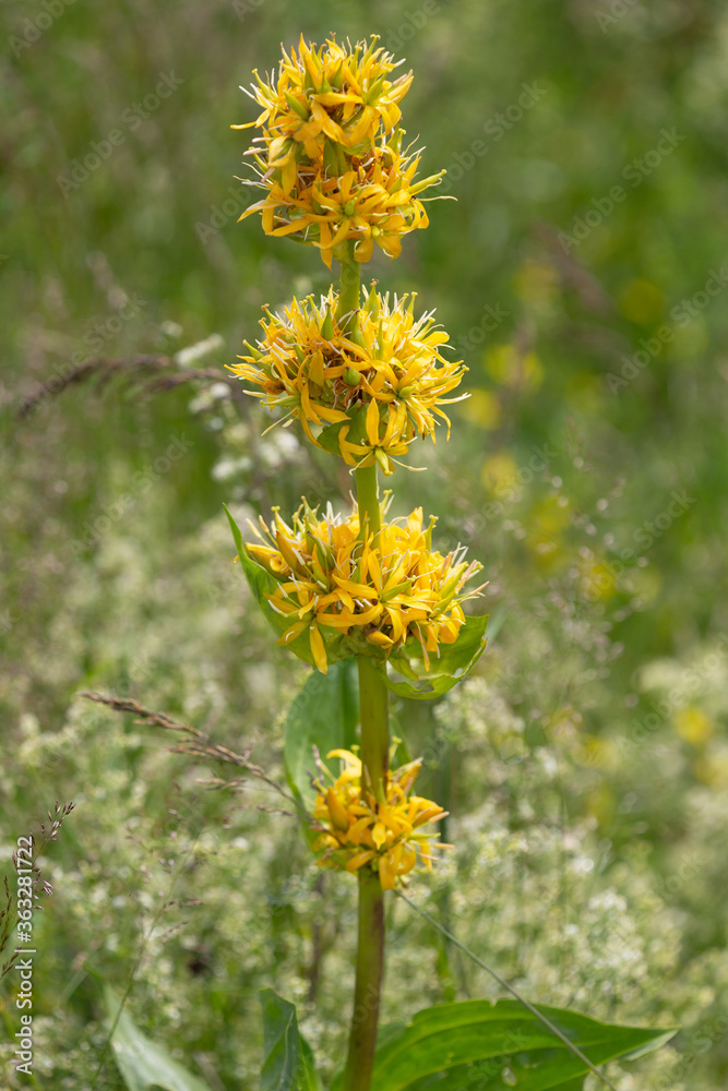 Fototapeta premium Macrophotographie de fleur sauvage - Gentiane jaune - Gentiana lutea
