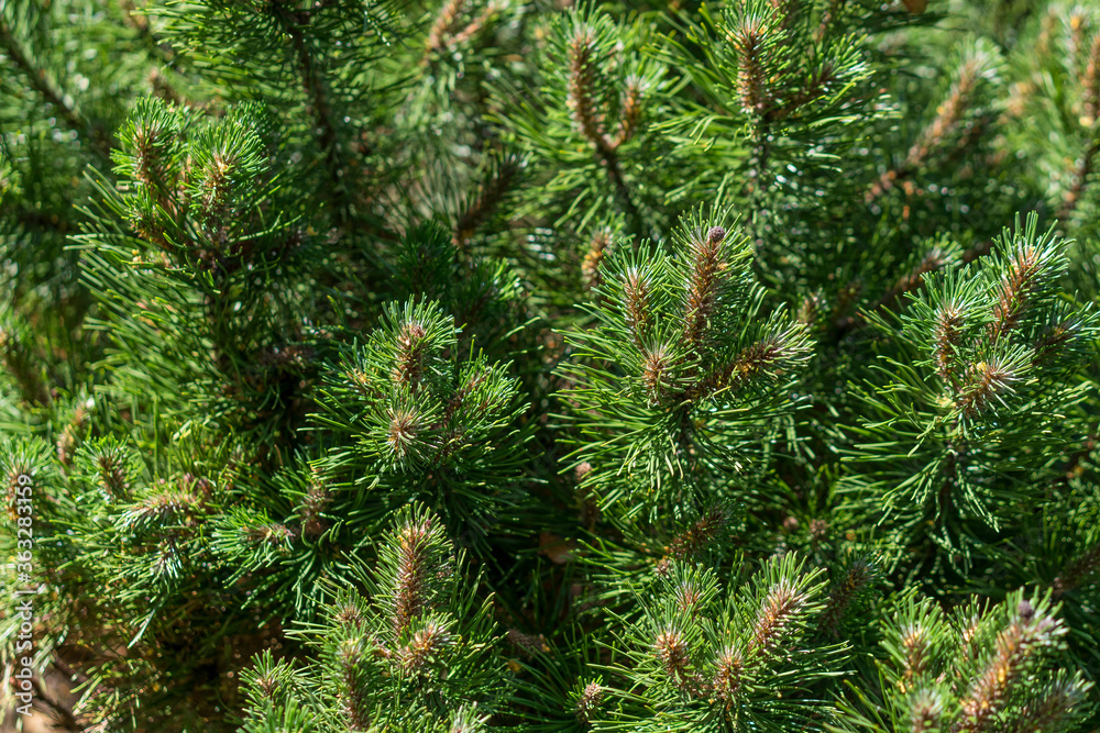 Pinus strobus plant, large tree.