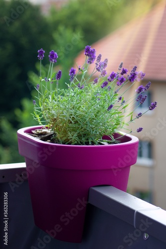 Lavandula angustifolia IN A FLOWER POT ON A BALCONY - Beautiful purple plant in full bloom.True Lavender exudes an aromatic scent and has a typical Mediterranean appearance with upright branches, whic