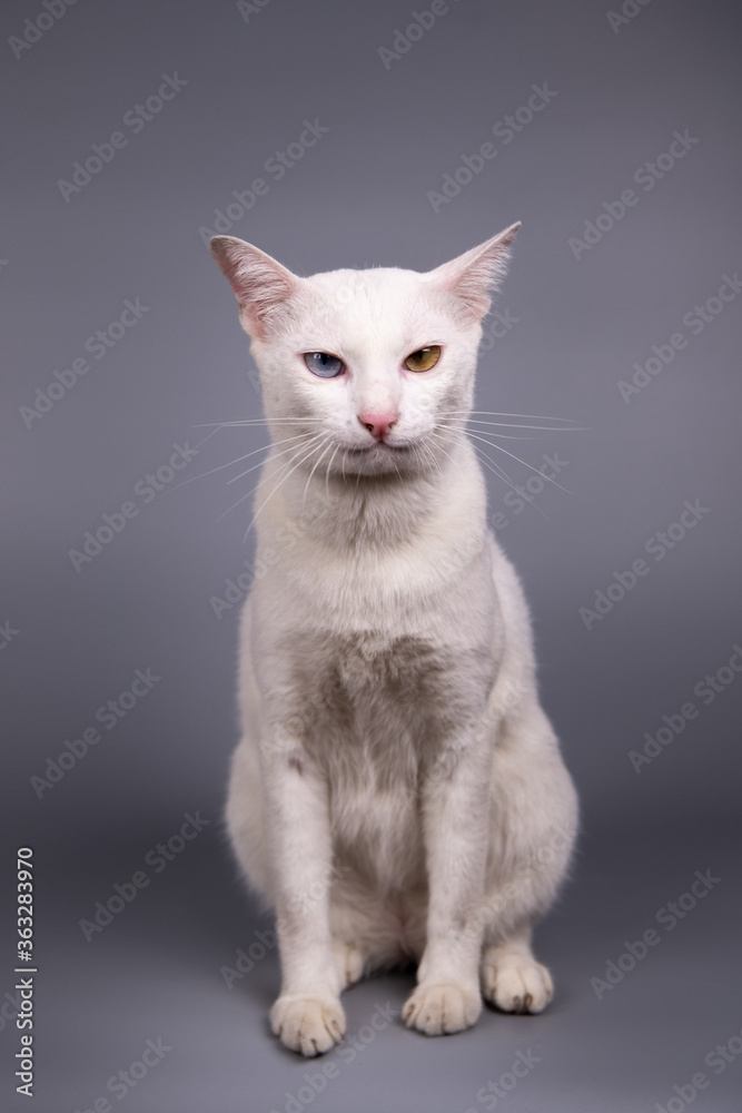 Portrait of the Siamese cat are sitting on grey background.