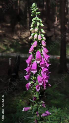Pink foxglove (Digitalis) in the forest