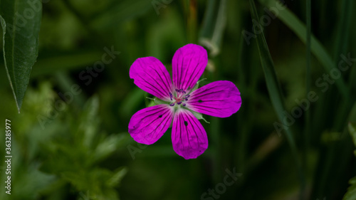 purple flower in the garden