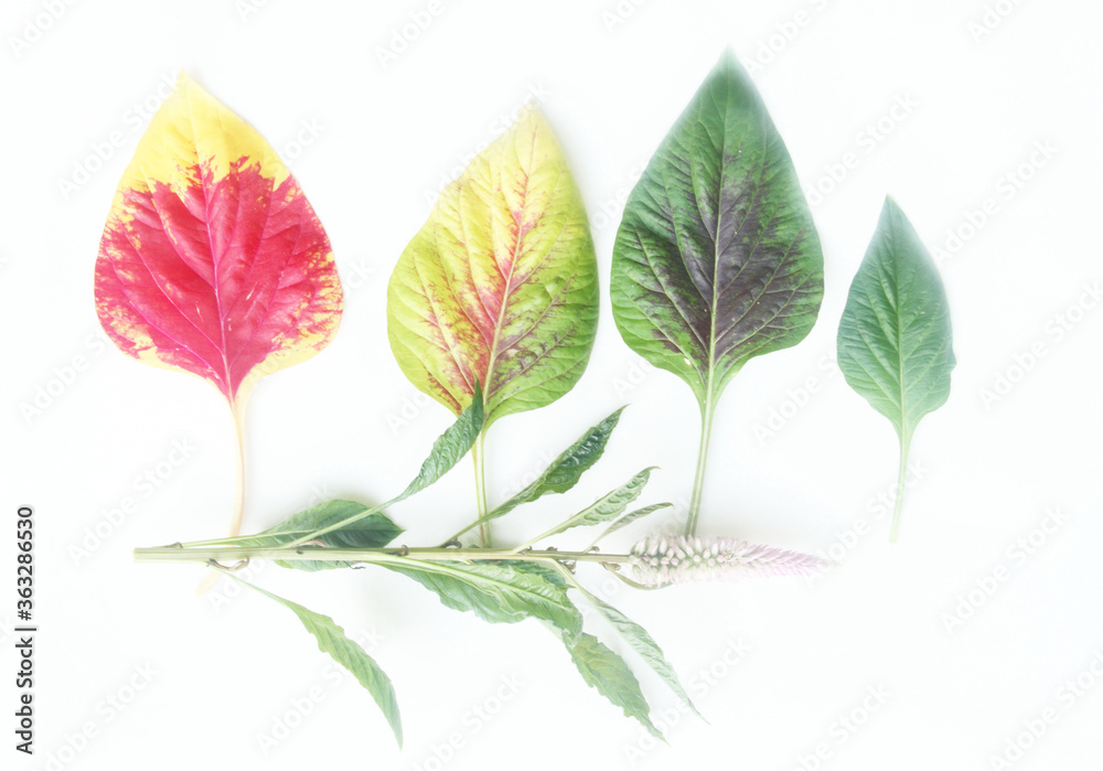 Coloured  leaves on isolated bakcground, Sao Paulo, Brazil
