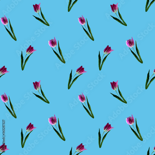Gouache floral tulip on blue backgraund. Seamless colorful spring pattern. Painted violet tulip plant. Purple blossom