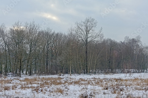 Heath landscape with bare and coniferous trees and snow on a cloudy winter day in Drongengoeodbos nature reserve, Ursel, Flanders, Belgium 