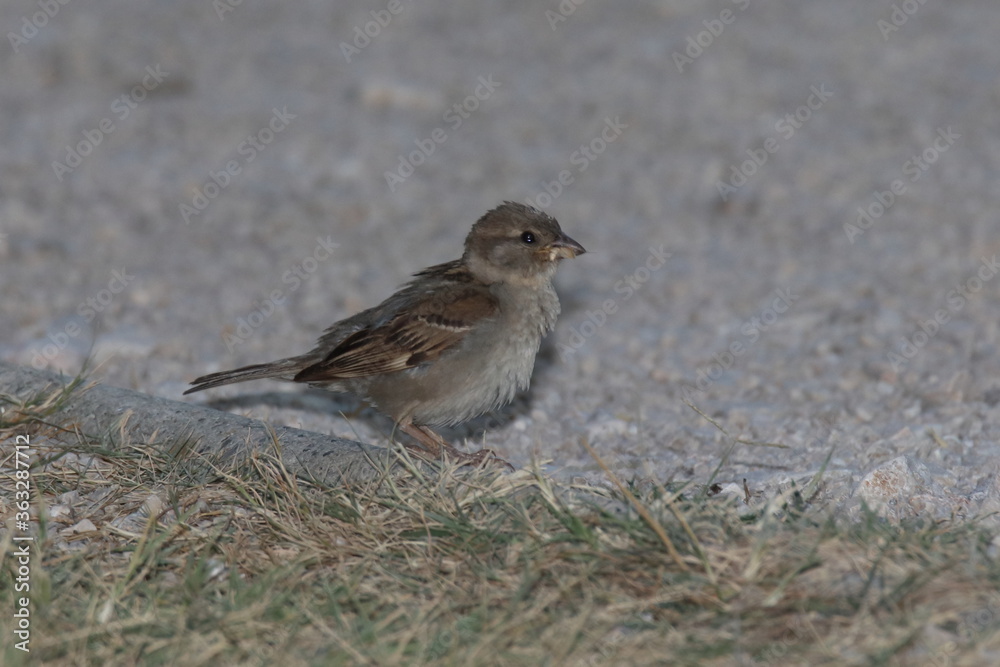 neugieriger spatz am rand eines weges