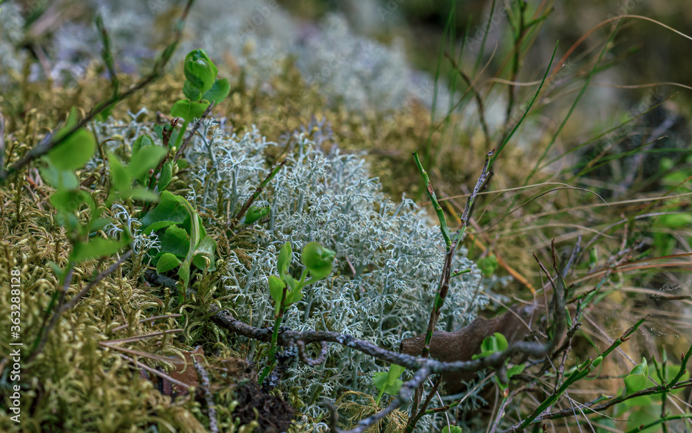 Green moss and white lichens on the forest ground Green moss and white lichens on the forest ground