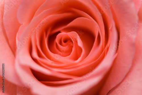 macro photo roses delicate color