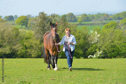 Wall Mural Woman leading her horse out of its paddock on a lovely summers day in rural Shropshire