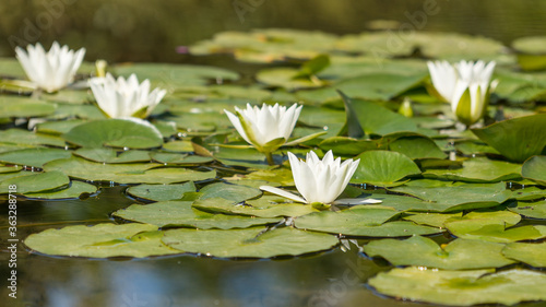 Colored Flower growing in the lake surrounded by water lilies 