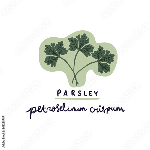 hand drawn herb parsley vector illustration. Creative herb texture for fabric, wrapping, textile, wallpaper, apparel.