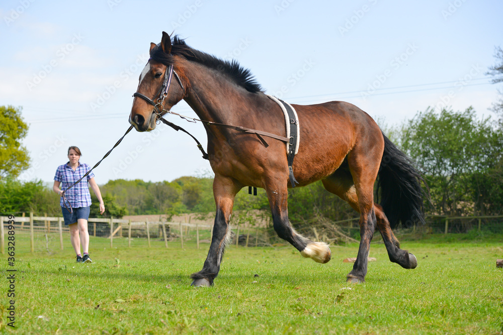 Horse training in progress as pretty young woman lunge lines her beautiful bay horse, exercising her and teaching her to move correctly on grass in Shropshire UK Horse training in progress as pretty young woman lunge lines her beautiful bay horse, exercising her and teaching her to move correctly on grass in Shropshire UK