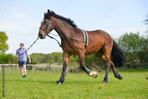 Horse training in progress as pretty young woman lunge lines her beautiful bay horse, exercising her and teaching her to move correctly on grass in Shropshire UK