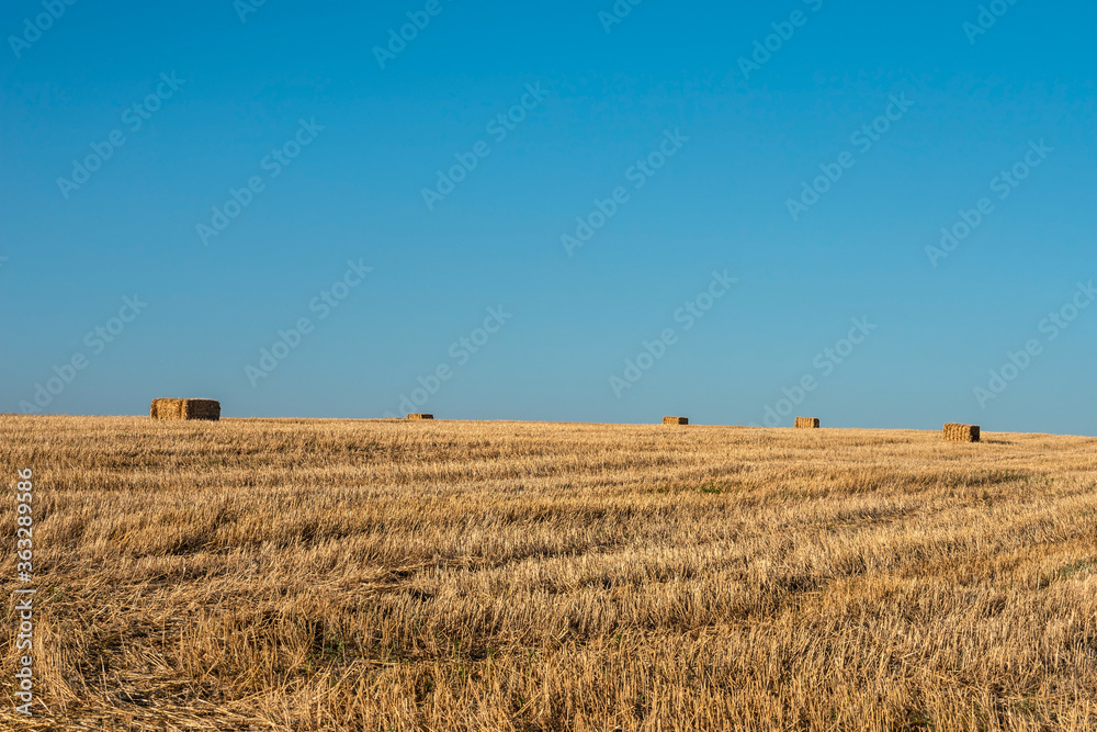 Mowed wheat field with stacks of straw in early summer evening. Selective focus. 