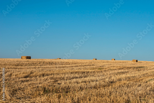 Mowed wheat field with stacks of straw in early summer evening. Selective focus. 