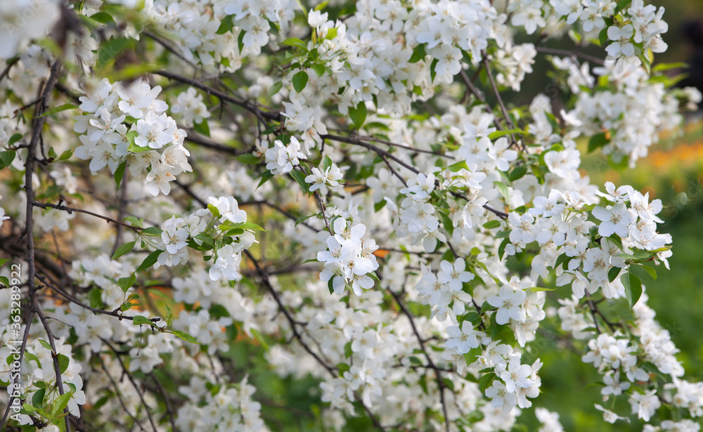 spring background of a blossoming white apple tree spring background of a blossoming white apple tree