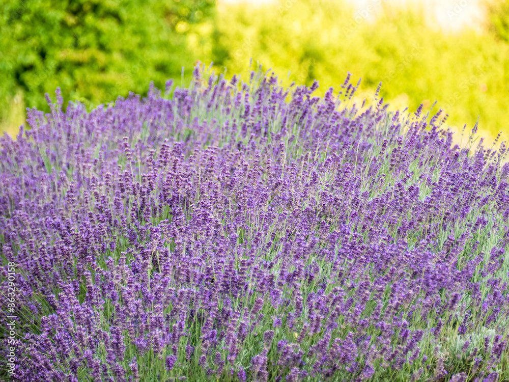 Naklejka premium Krzew lawendy