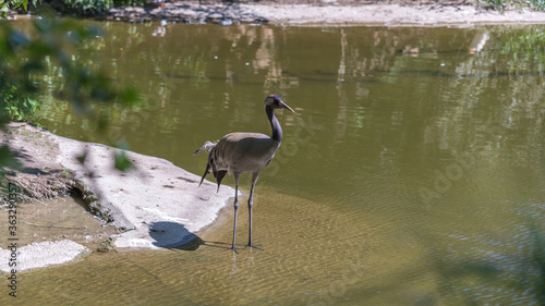 Heron standing near the water