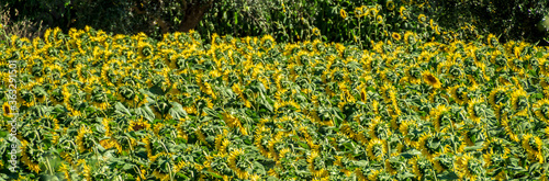 I girasoli in estate con i loro petali giallo oro