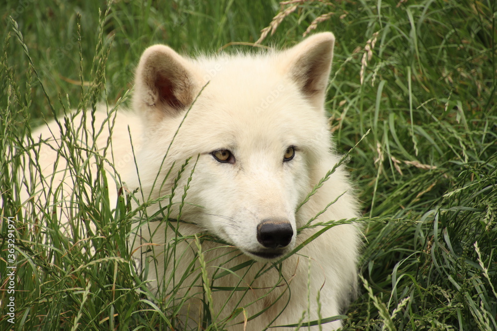 loup loup