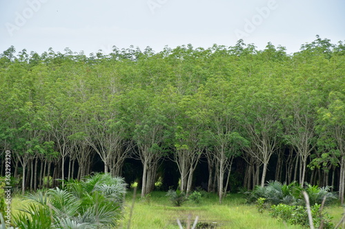 Rubber plantations in southern of Thailand