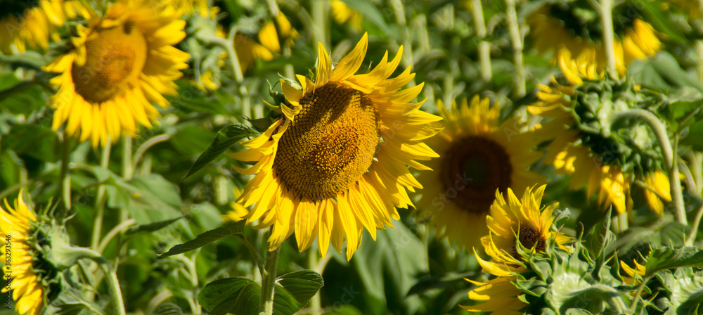 Naklejka premium I girasoli in estate con i loro petali giallo oro