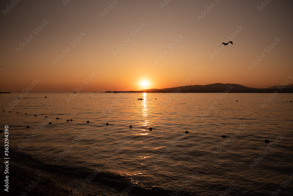 Sea calm at sunset with a soaring bird