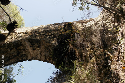 dead tree in the forest