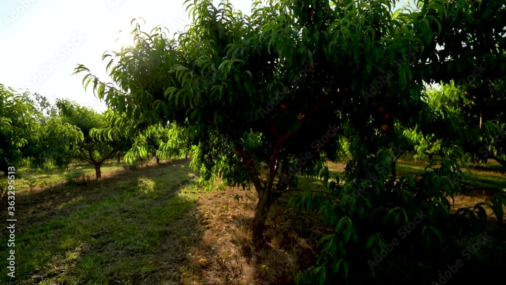 Slow motion rows and rows of backlit peach and fruit trees at sunrise. Slow motion rows and rows of backlit peach and fruit trees at sunrise.