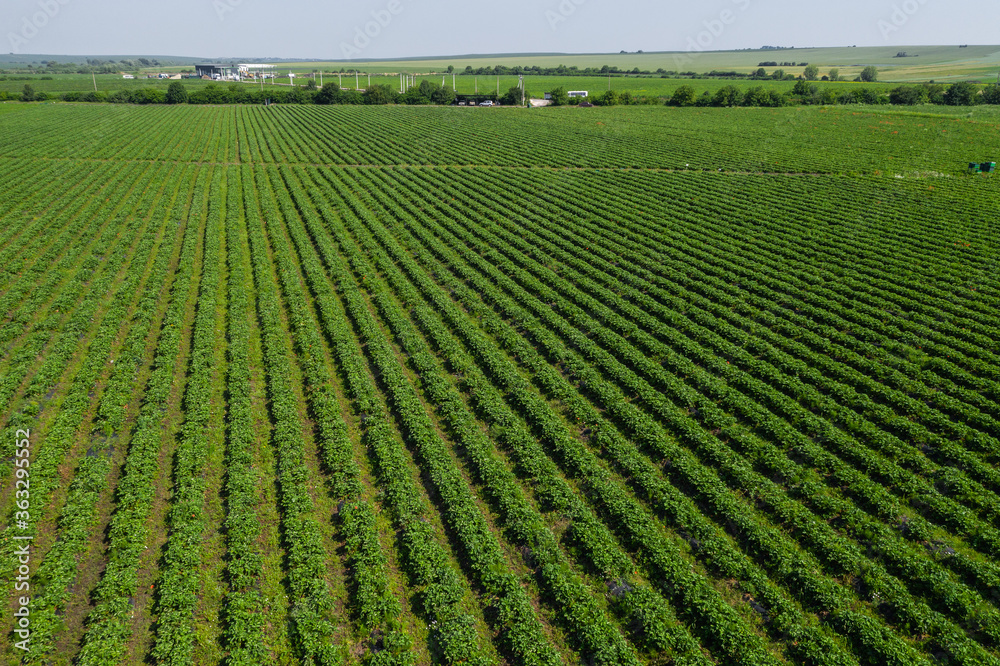 Strawberry fields, Agriculture farm of the strawberry field of biotechnology. Plantation of berries on a farm on a sunny day. Growing organic strawberries. Eco-friendly products. Agro business.