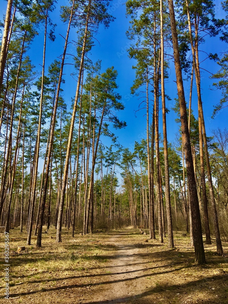 Fototapeta premium trees in the forest