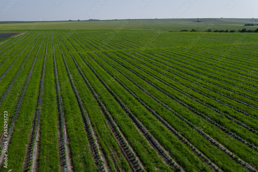 Strawberry fields, Agriculture farm of the strawberry field of biotechnology. Plantation of berries on a farm on a sunny day. Growing organic strawberries. Eco-friendly products. Agro business. Strawberry fields, Agriculture farm of the strawberry field of biotechnology. Plantation of berries on a farm on a sunny day. Growing organic strawberries. Eco-friendly products. Agro business.