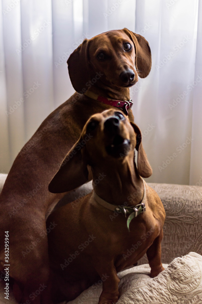 Dachshund watch from the window
Dachshund watch from the window