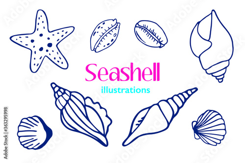 Vector illustrations of various sea shells