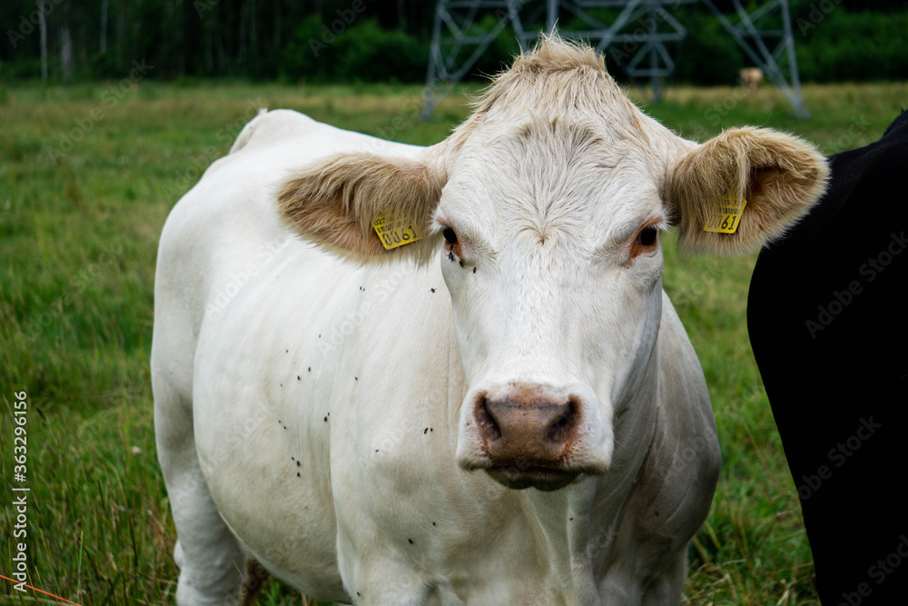 Large white cow grazes on the field outdoors. Large white cow grazes on the field outdoors.