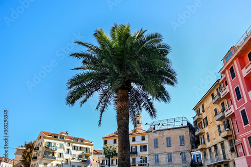 Palm with buildings in Sanremo, Italy